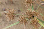 Fuzzy flatsedge